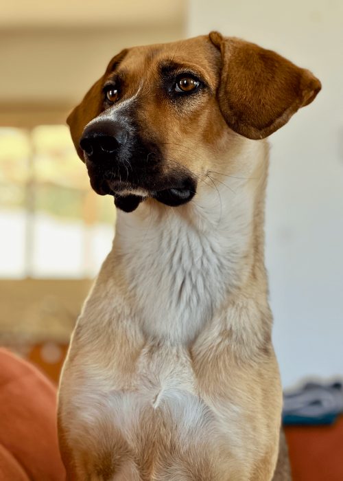 Sanara, Margie’s dog.